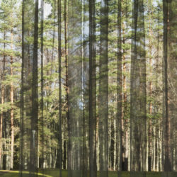 Requiem for Cesis
