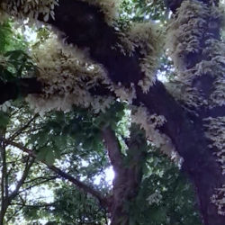 Au printemps qui suit toujours, 2021